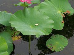 -荷塘月色湿地公园·向阳花洲