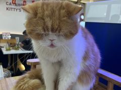 -喵园·猫主题咖啡厅·撸猫·猫咖(国贸店)