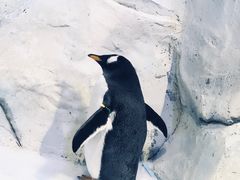 -芜湖新华联大白鲸海洋公园