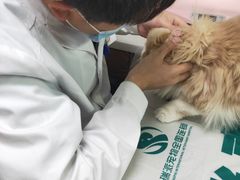 -瑞派宠物医院·24h·骨外科·皮肤科·全科宠物医疗转诊中心(沈阳浑南院)
