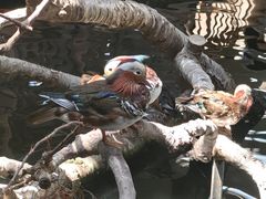 -南宫五洲植物乐园