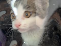 -瑞派福兴宠物医院犬猫全科·骨科·中西医结合(河东店)