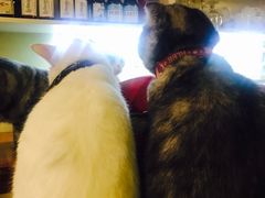 -猫色咖啡·猫咖