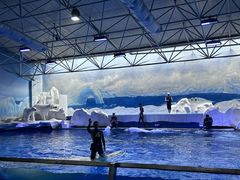 -秦皇岛乐岛海洋王国