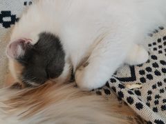 -平行世界·猫咖(首经贸店)