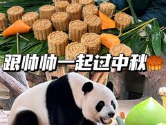 -广州长隆野生动物世界