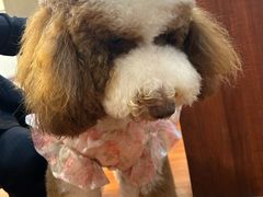 -冠军冰场CHAMPION RINK(苏州中心商场店)