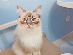 -喵的天空名猫咖啡馆·撸猫·猫舍·用品