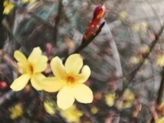 -紫光园·烤鸭·北京菜(劲松店)