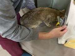 -艾贝尔宠物诊疗