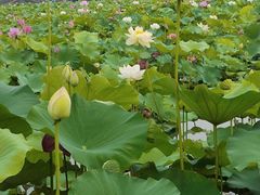 -荷塘月色湿地公园·向阳花洲