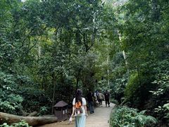 -西双版纳原始森林公园