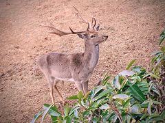 -合肥野生动物园