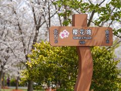 -顾村公园