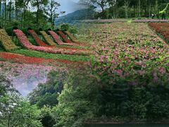 -广州市石门国家森林公园