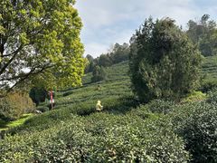 -树山生态村