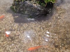 -森味薪火烧•烧鸟居酒屋•日本料理(望京店)