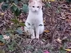 -银湖山郊野公园-相思林