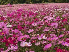 -径山花海