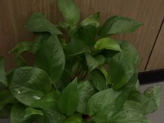 -耳湾躺式采耳SPA馆(保利五月花店)