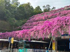 -深圳仙湖植物园