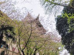 -武汉大学-樱园