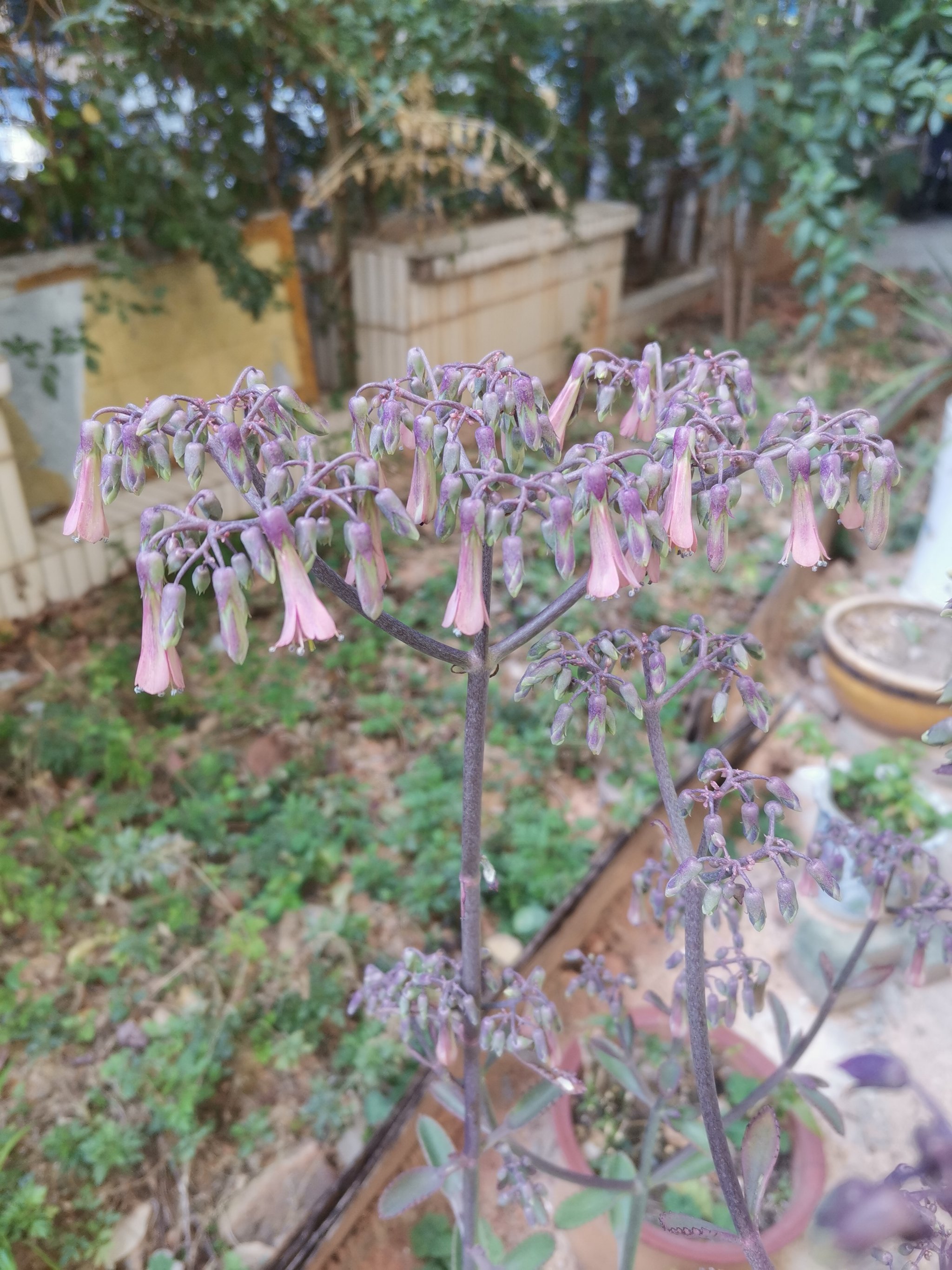 天天领红包 不死鸟开花