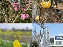 -上海长兴岛郊野公园