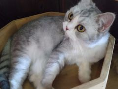 -more than meow吴止猫主题餐厅(承德 中船汇店)