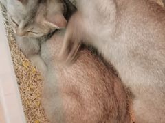 -平行世界·猫咖(首经贸店)