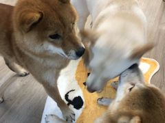 -柴迷FANS CLUB·柴犬狗咖·猫咖