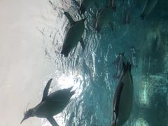 -帝企鹅自助餐厅•儿童岛•真企鹅(长隆企鹅酒店)