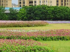 -映月湖中央公园
