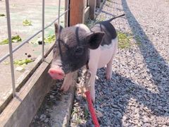 -前小桔亲子创意农场·草莓采摘·露营烧烤