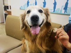 -美联众合动物医院·24h转诊中心