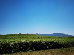 -光明小镇欢乐田园