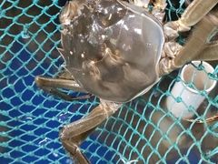 -阳澄湖大闸蟹·琼灵阁牌品牌连锁(吴中总店)