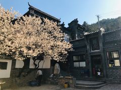 -老张烤羊(王哥庄店)