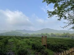 -华祥苑茶馆•国缤茶小蓝罐(普罗旺斯店)