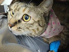 -纳吉亚猫专科动物诊疗中心(蒋宅口分院)