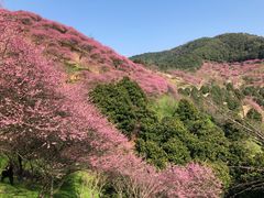 -新建村梅花