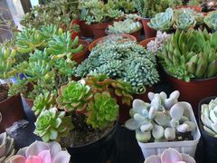 -双季花艺园艺市场(浦东店)