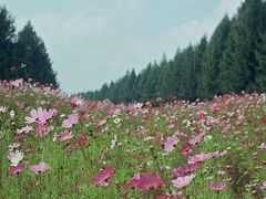 -塞罕坝国家级自然保护区