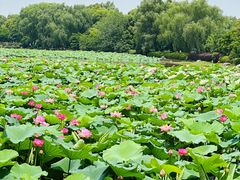 -荷塘月色湿地公园·向阳花洲