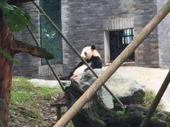 -都江堰中华大熊猫苑