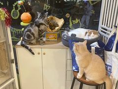 -平行世界·猫咖(首经贸店)
