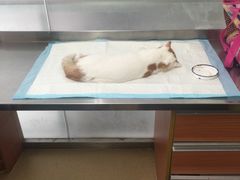 -爱侣宠医·鹦鹉专科·小型哺乳类·异宠专科(灵石路店)