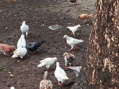 -西湖外事游船(湖滨二公园外事游船码头)