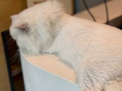 -御宝贝·A梦猫科宠物医院(国际猫友好医院)