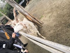 -都江堰玫瑰花溪谷